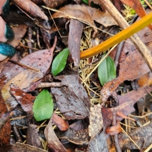 Chiloglottis sp. at QPRC LGA - 4 Jun 2024