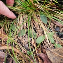 Chiloglottis sp. at QPRC LGA - 4 Jun 2024