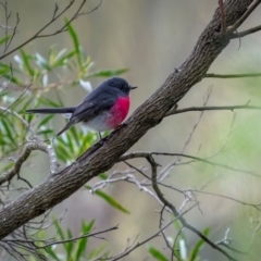 Petroica rosea (Rose Robin) at Mount Majura - 4 Jun 2024 by trevsci