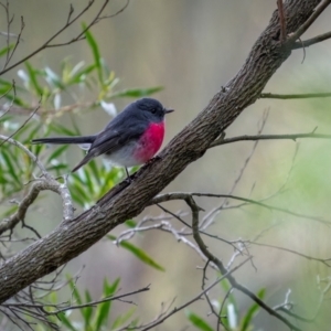 Petroica rosea at Mount Majura - 4 Jun 2024