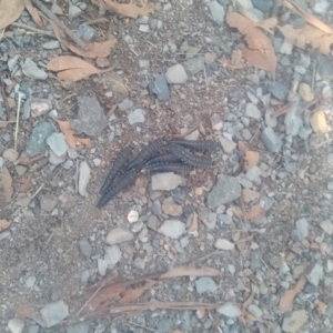 Perga sp. (genus) at Lake Ginninderra - 16 May 2024