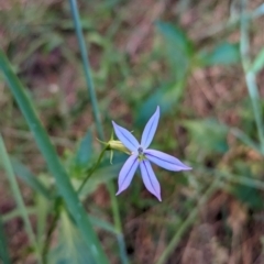 Isotoma petraea (Rock Isotome) at Uluru-Kata Tjuta - 10 May 2024 by Darcy