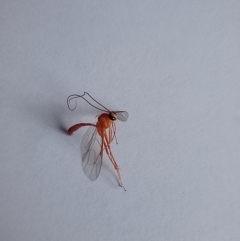 Netelia sp. (genus) (An Ichneumon wasp) at McKellar, ACT - 13 May 2024 by Amata