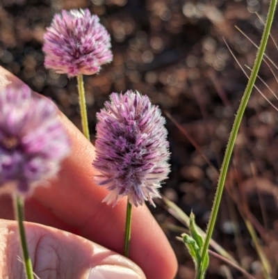 Ptilotus helipteroides (Hairy Mulla Mulla) at Uluru-Kata Tjuta - 11 May 2024 by Darcy
