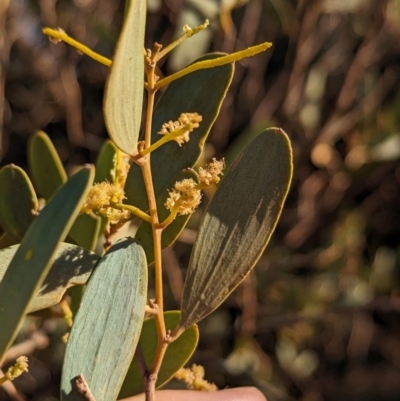 Acacia kempeana (Wanderrie Wattle, Witchetty Bush) at Uluru-Kata Tjuta - 11 May 2024 by Darcy