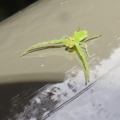 Cetratus rubropunctatus (Long green crab spider) at ANBG - 4 Jun 2024 by HelenCross