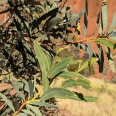 Acacia pruinocarpa (Western Gidgee) at Uluru-Kata Tjuta - 11 May 2024 by Darcy