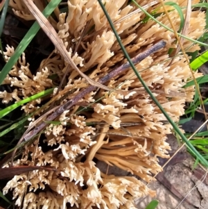 Ramaria sp. at Taylor, ACT - 4 Jun 2024