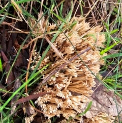 Ramaria sp. at Taylor, ACT - 4 Jun 2024