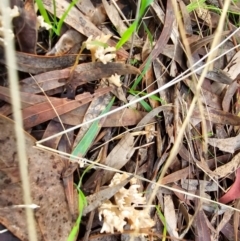 Ramaria sp. at Taylor, ACT - 4 Jun 2024