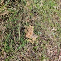 Ramaria sp. at Taylor, ACT - 4 Jun 2024