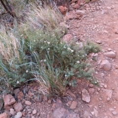 Brachyscome ciliaris at Uluru-Kata Tjuta - 11 May 2024 10:32 AM
