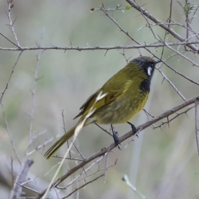 Nesoptilotis leucotis (White-eared Honeyeater) at Hawker, ACT - 4 Jun 2024 by AlisonMilton