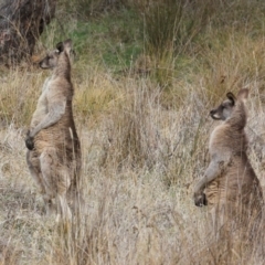 Macropus giganteus (Eastern Grey Kangaroo) at The Pinnacle - 4 Jun 2024 by AlisonMilton