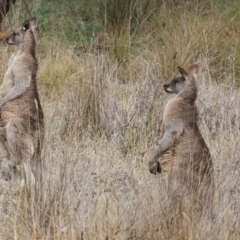 Macropus giganteus at The Pinnacle - 4 Jun 2024