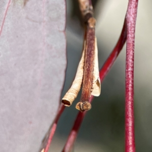 Chaetophyes compacta at Gungahlin, ACT - 2 Jun 2024