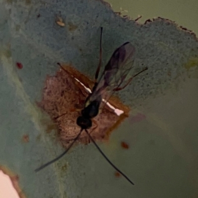 Ichneumonoidea (Superfamily) (A species of parasitic wasp) at Gungahlin, ACT - 2 Jun 2024 by Hejor1