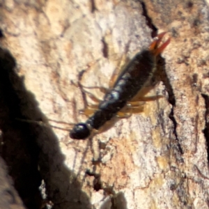 Anisolabididae (family) at Gungahlin, ACT - 2 Jun 2024 11:13 AM
