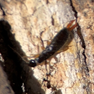 Anisolabididae (family) at Gungahlin, ACT - 2 Jun 2024 11:13 AM
