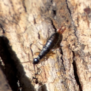 Anisolabididae (family) at Gungahlin, ACT - 2 Jun 2024 11:13 AM