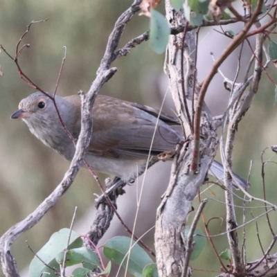 Colluricincla harmonica (Grey Shrikethrush) at The Pinnacle - 4 Jun 2024 by AlisonMilton