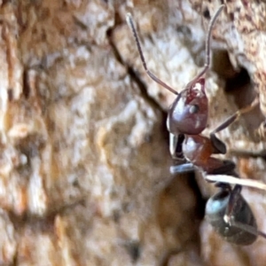 Iridomyrmex rufoniger at Gungahlin, ACT - 2 Jun 2024 10:55 AM