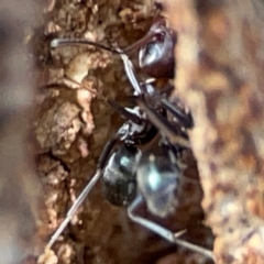 Iridomyrmex rufoniger at Gungahlin, ACT - 2 Jun 2024 10:55 AM