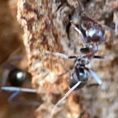 Iridomyrmex rufoniger at Gungahlin, ACT - 2 Jun 2024 10:55 AM