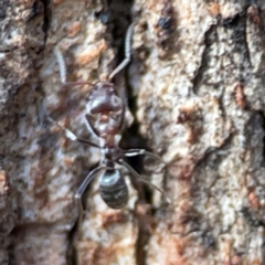 Iridomyrmex rufoniger at Gungahlin, ACT - 2 Jun 2024 10:55 AM