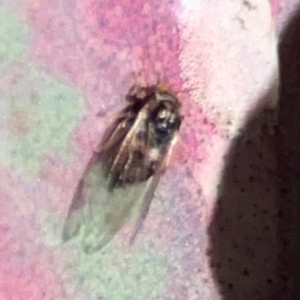 Psyllidae sp. (family) at Gungahlin, ACT - 2 Jun 2024 10:45 AM