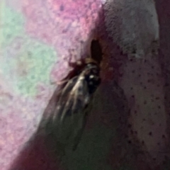 Psyllidae sp. (family) at Gungahlin, ACT - 2 Jun 2024