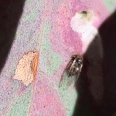 Psyllidae sp. (family) at Gungahlin, ACT - 2 Jun 2024