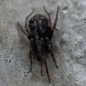 Badumna sp. (genus) at Gungahlin, ACT - 2 Jun 2024