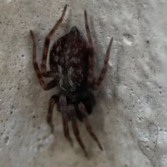 Badumna sp. (genus) at Gungahlin, ACT - 2 Jun 2024