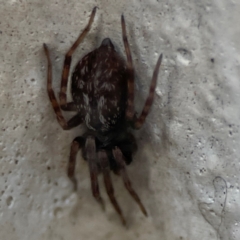 Badumna (genus) at Gungahlin, ACT - 2 Jun 2024 10:39 AM