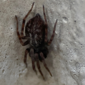 Badumna sp. (genus) at Gungahlin, ACT - 2 Jun 2024