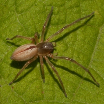 Cheiracanthium sp. (genus) (Unidentified Slender Sac Spider) at WendyM's farm at Freshwater Ck. - 14 Apr 2024 by WendyEM