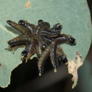 Pseudoperga sp. (genus) at Aranda Bushland - 23 May 2024 10:55 AM