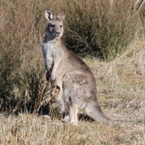 Macropus giganteus at Aranda Bushland - 23 May 2024