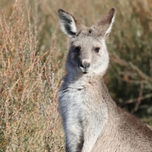 Macropus giganteus at Aranda Bushland - 23 May 2024