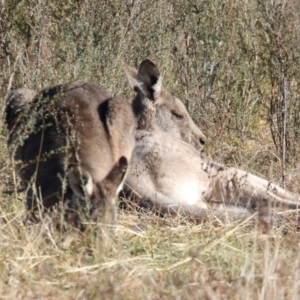 Macropus giganteus at Aranda Bushland - 23 May 2024