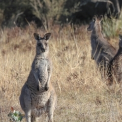 Macropus giganteus at Aranda Bushland - 23 May 2024