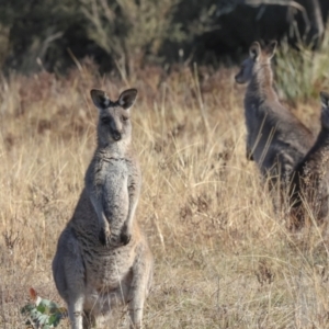 Macropus giganteus at Aranda Bushland - 23 May 2024