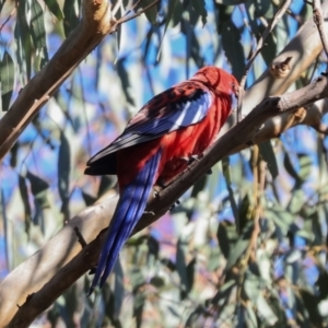 Platycercus elegans at Aranda Bushland - 23 May 2024