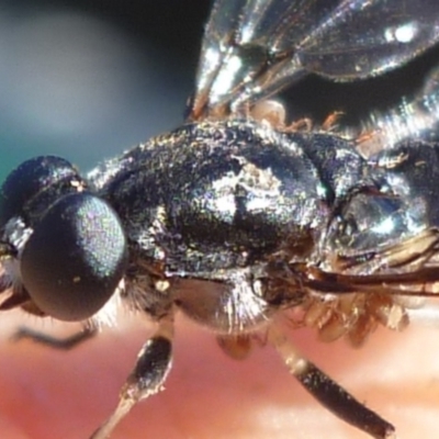 Unidentified Other Arachnid (Arachnida) at Herne Hill, VIC - 27 Apr 2024 by WendyEM