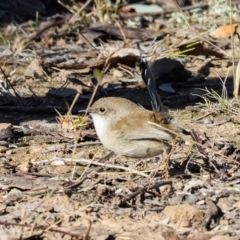 Malurus cyaneus (Superb Fairywren) at Aranda Bushland - 22 May 2024 by AlisonMilton