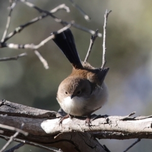 Malurus cyaneus at Aranda Bushland - 23 May 2024