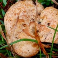 Lactarius deliciosus (Saffron Milkcap) at Mongarlowe River - 4 Jun 2024 by LisaH