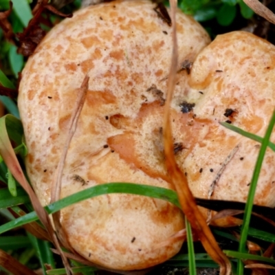 Lactarius deliciosus (Saffron Milkcap) at QPRC LGA - 4 Jun 2024 by LisaH