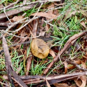 Scleroderma sp. at QPRC LGA - suppressed